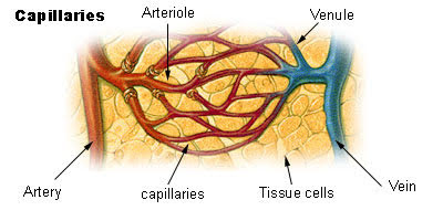 bloodvessels