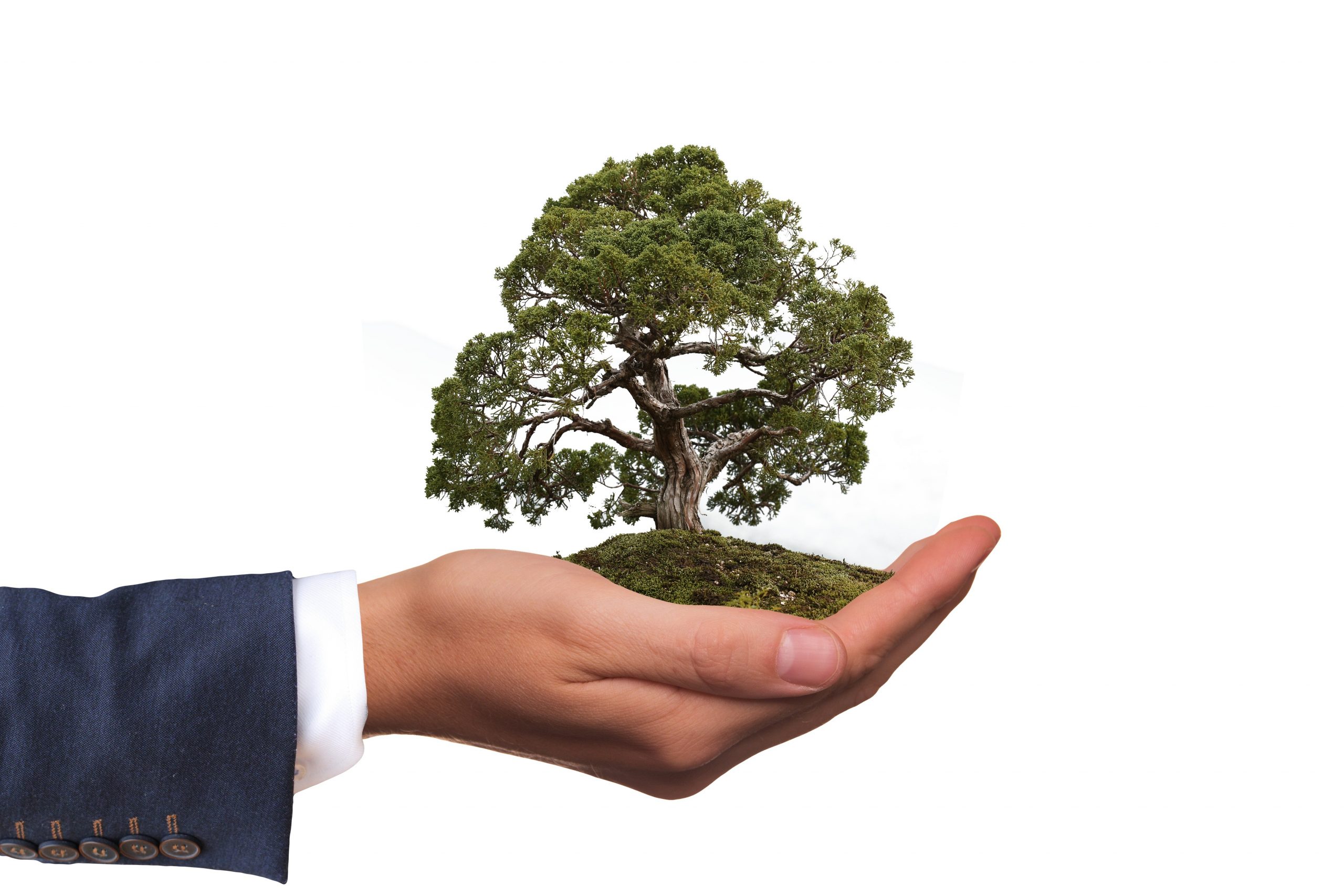 canva-business-man-hand-holding-tree-on-white-background CSR