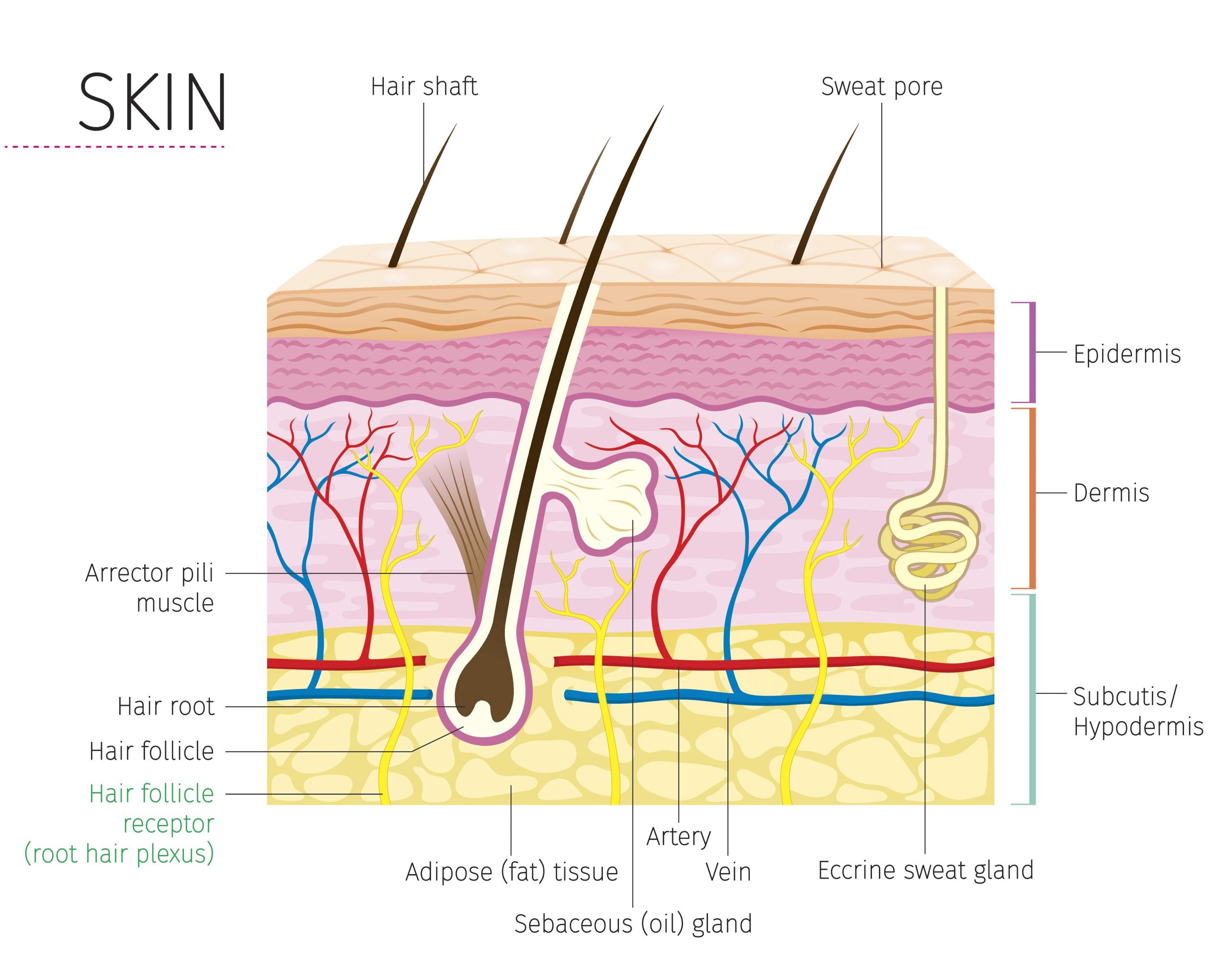 skin skin