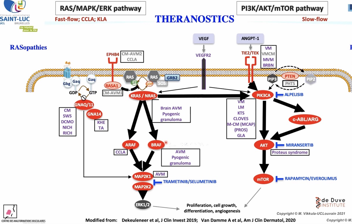 Figure 1 From Progress Toward Understanding Vascular Malformations